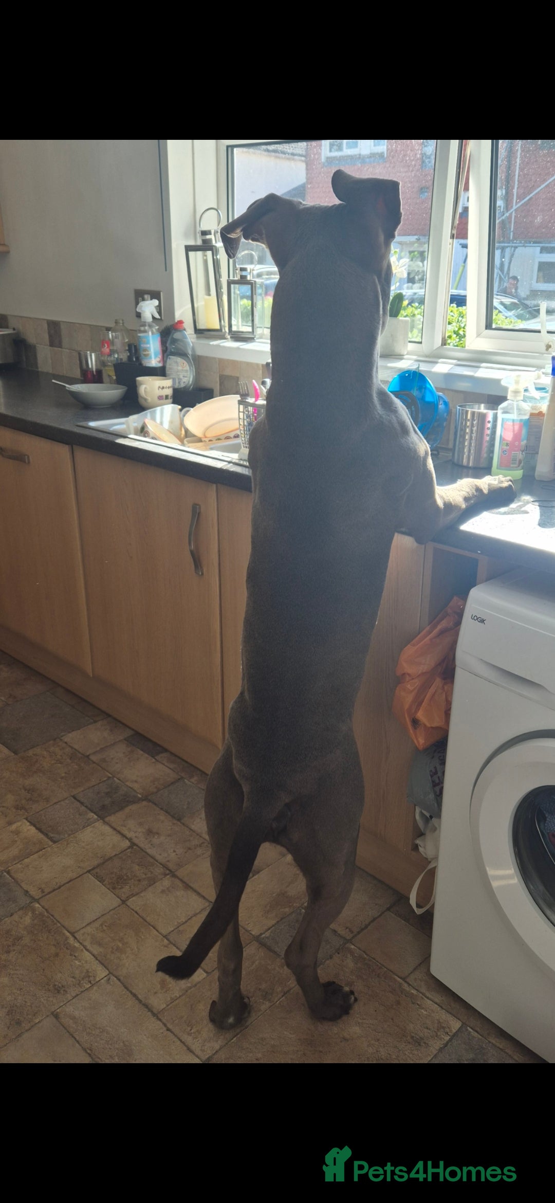 Mixed Breed dogs for sale: Bully Dane mixed breed - Image 4