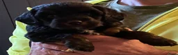 Mixed Breed dogs for sale: Jackapoo (Parsons) pups for sale - Advert 10