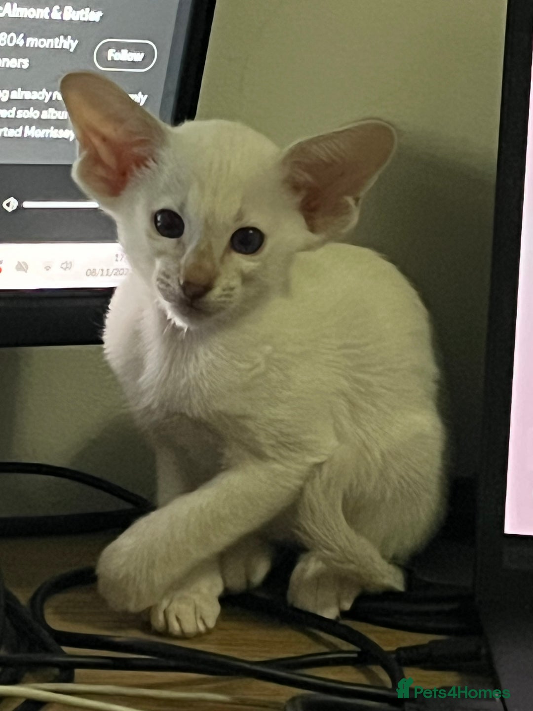 Siamese cats for sale: Siamese kittens gccf registered  - Advert 5