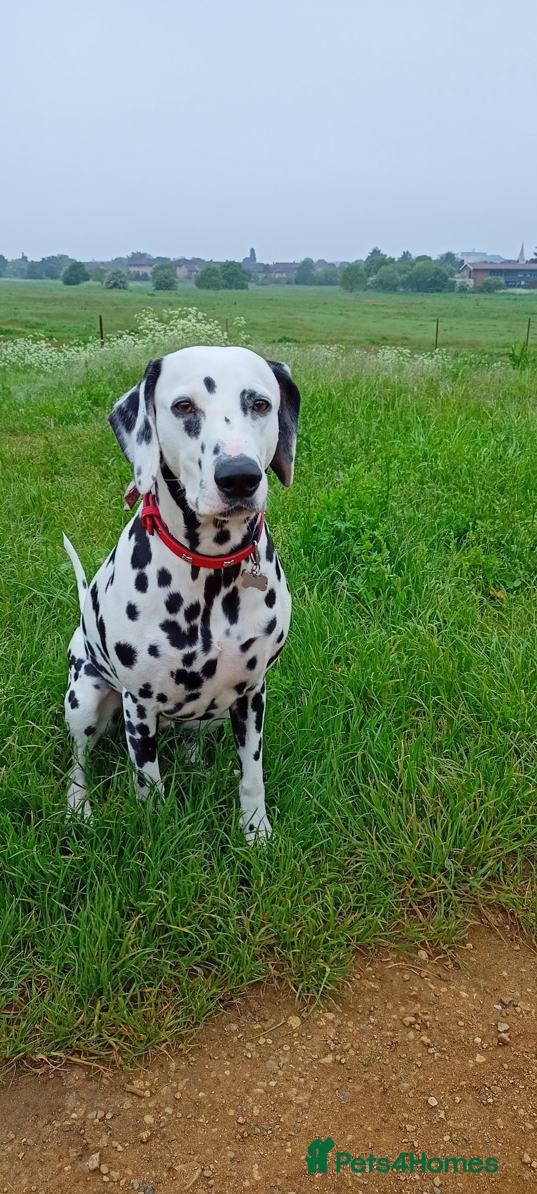 Dalmatian dogs for sale: Dalmatian puppies for sale - Advert 8