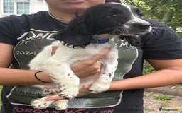 Cocker Spaniel dogs for sale: Ready now Working cocker spaniels 3 left - Image 12