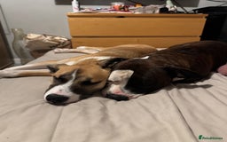 Mixed Breed dogs for sale: Staff x Husky Pup - Image 15