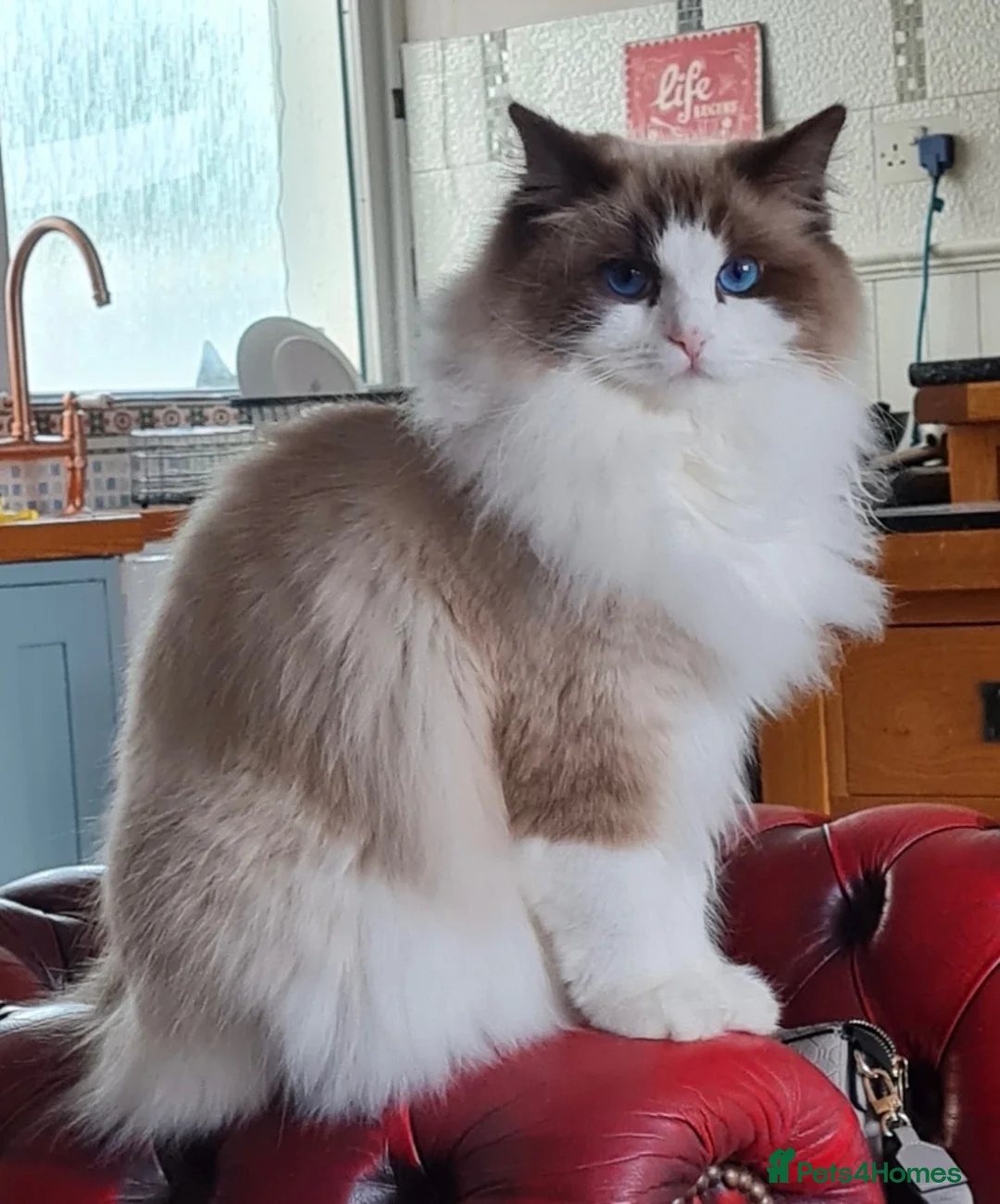 Ragdoll cats for sale: Beautiful mitted GCCF champion girls and boys  - Advert 2