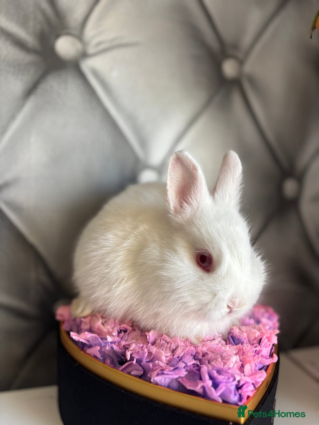 Netherland Dwarf rabbits for sale: Bucks for rehoming*Netherland dwarfs 5* homes - Advert 5