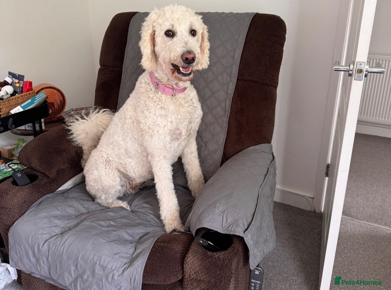 Mixed Breed dogs 🐶 Beautiful Puppies. Doodles.🐕  - Advert 2