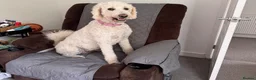 Mixed Breed dogs for sale: 🐶 Beautiful Puppies. Doodles.🐕  in Seascale - Advert 1