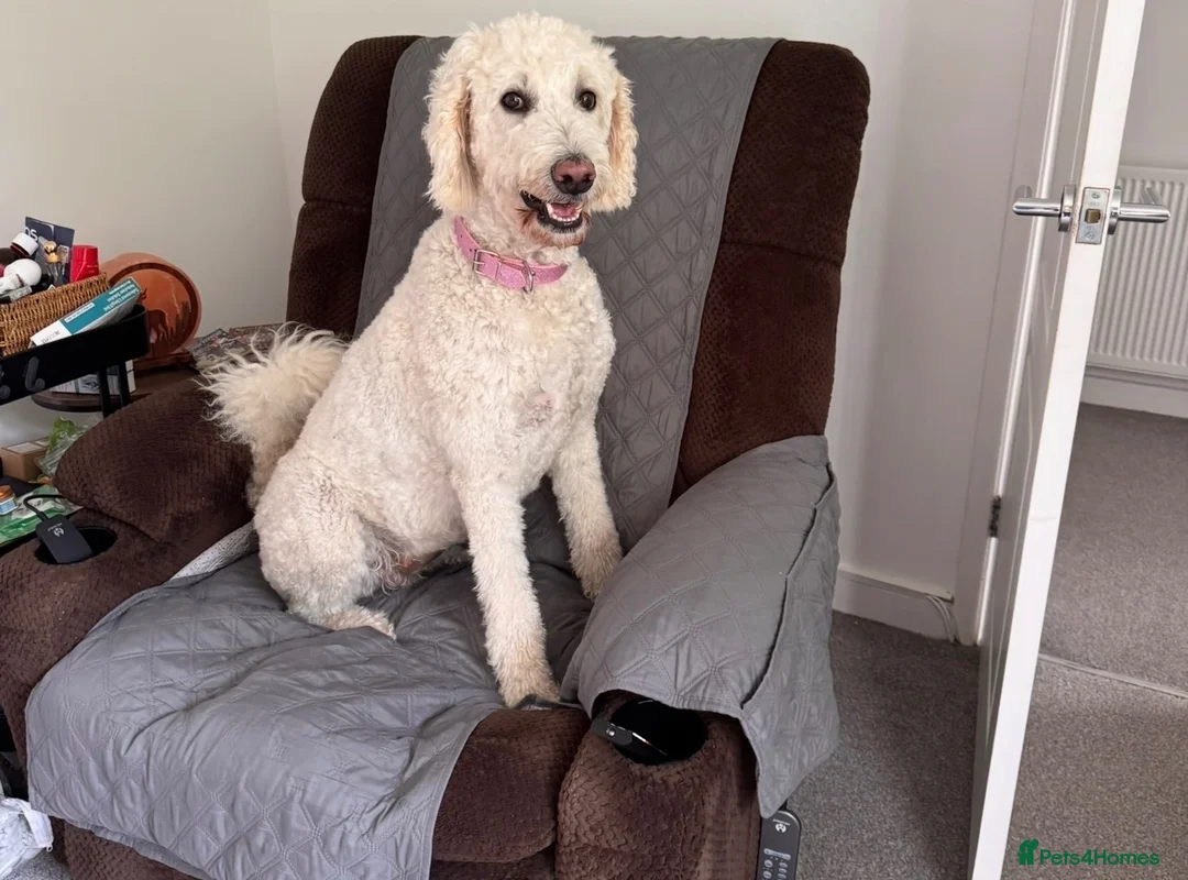 Mixed Breed dogs for sale: 🐶 Beautiful Puppies. Doodles.🐕  in Seascale - Advert 1