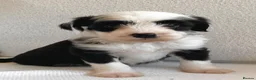 Tibetan Terrier dogs for sale: Beautiful Kc Registered Tibetan Terrier Puppies - Advert 13