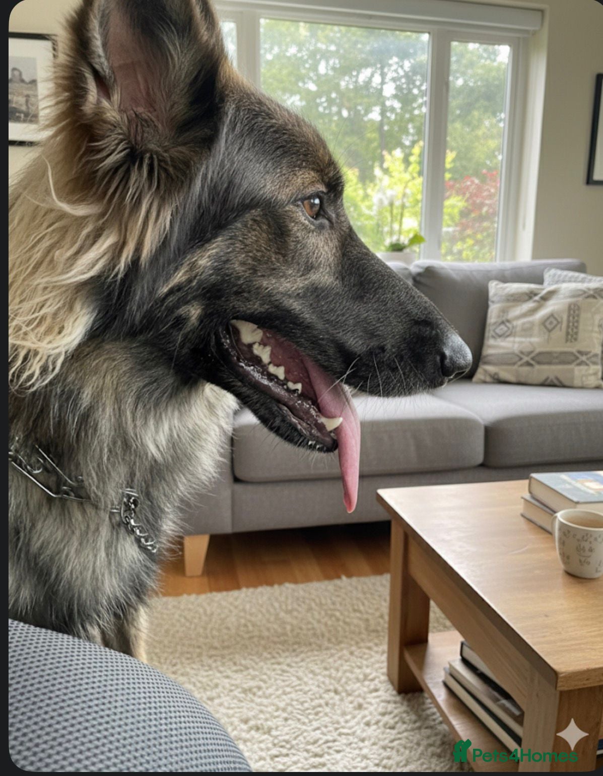 German Shepherd dogs Freya - Advert 2