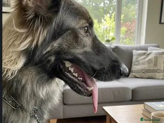 German Shepherd dogs Freya - Advert 2