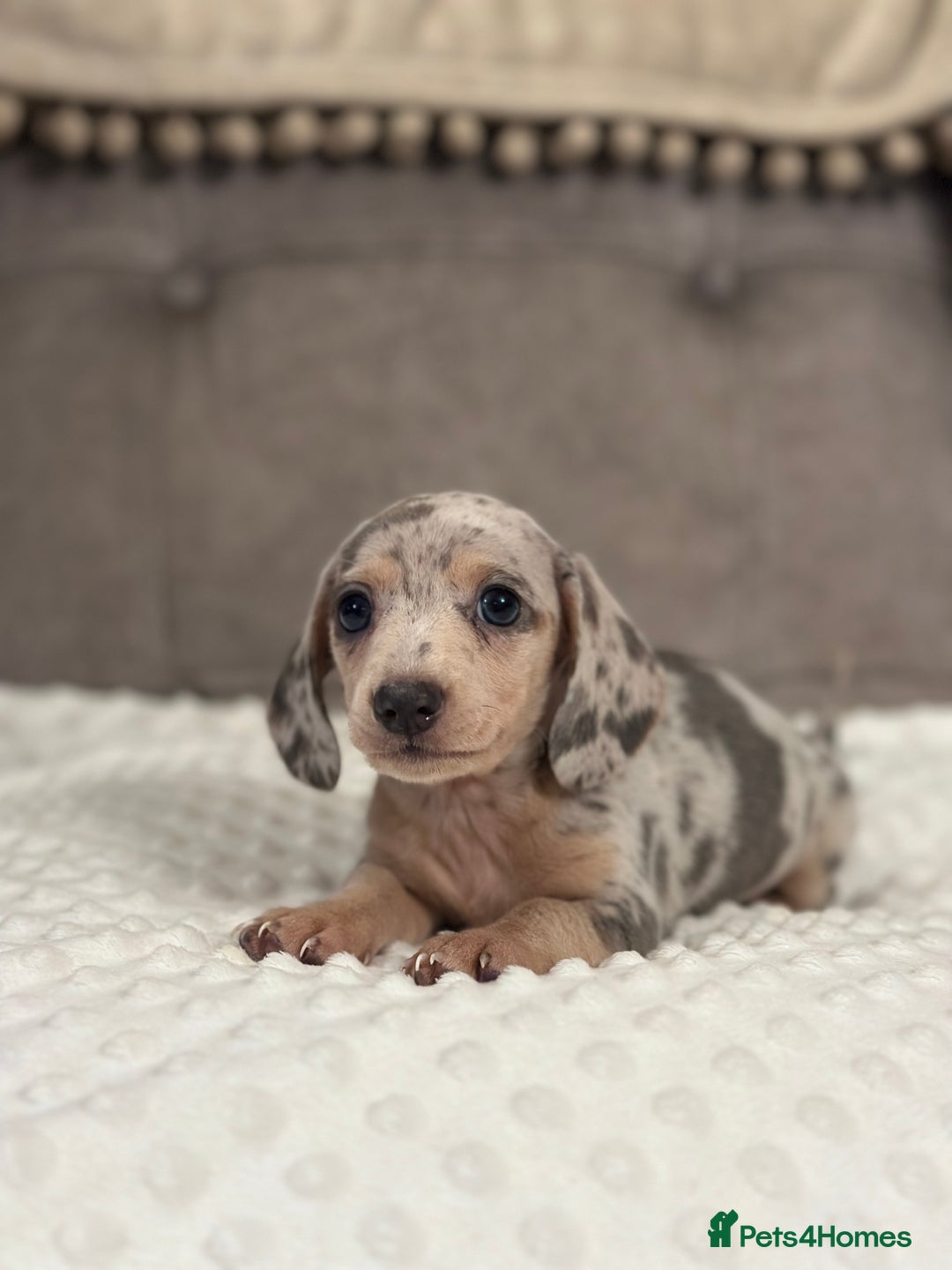Miniature Dachshund dogs for sale: KC blue & cream dapple miniatu dachshunds last boy - Advert 18