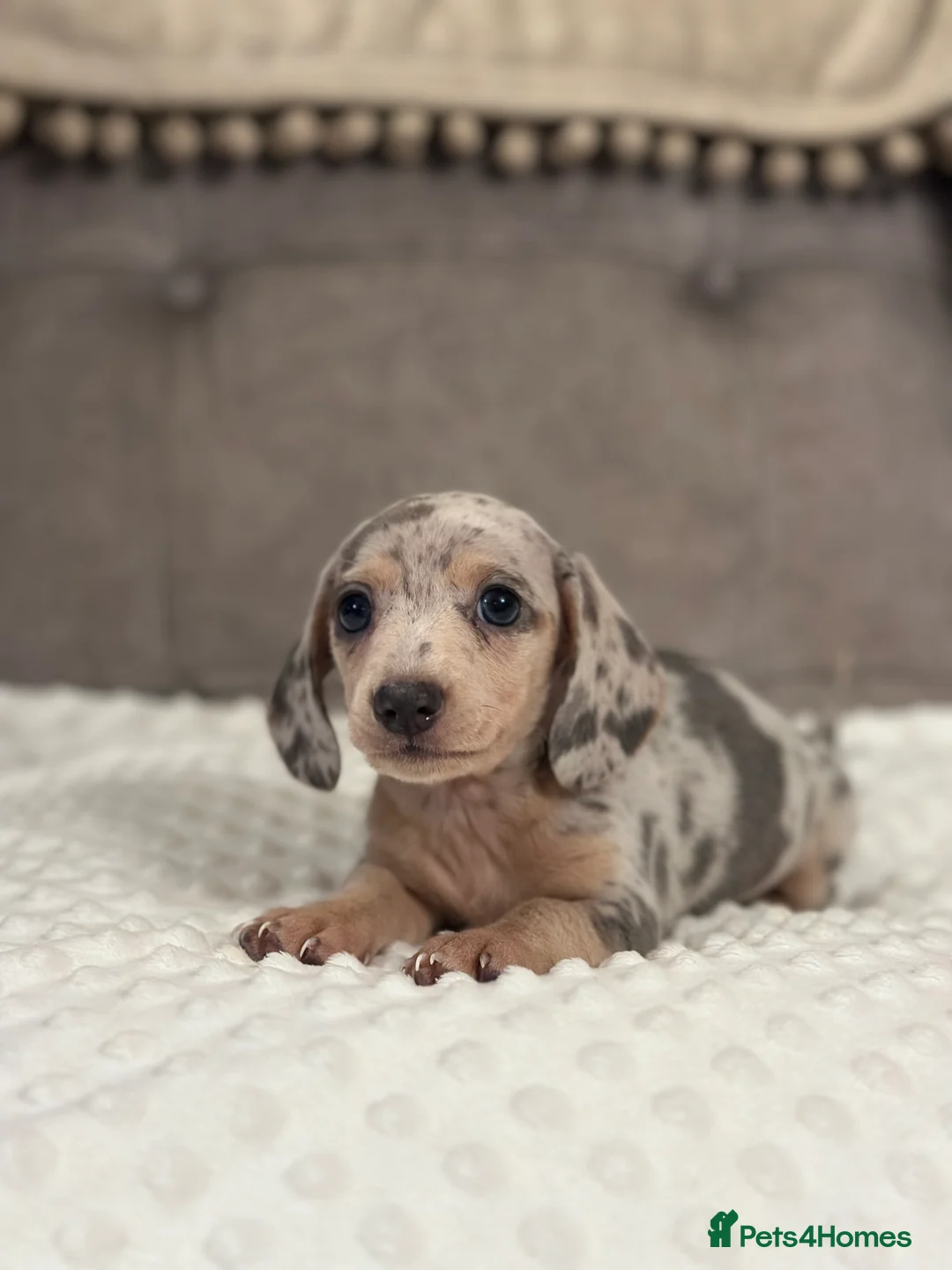 Miniature Dachshund dogs for sale: KC READY NOW DAPPLE minature DACHSHUNDS    - Advert 18