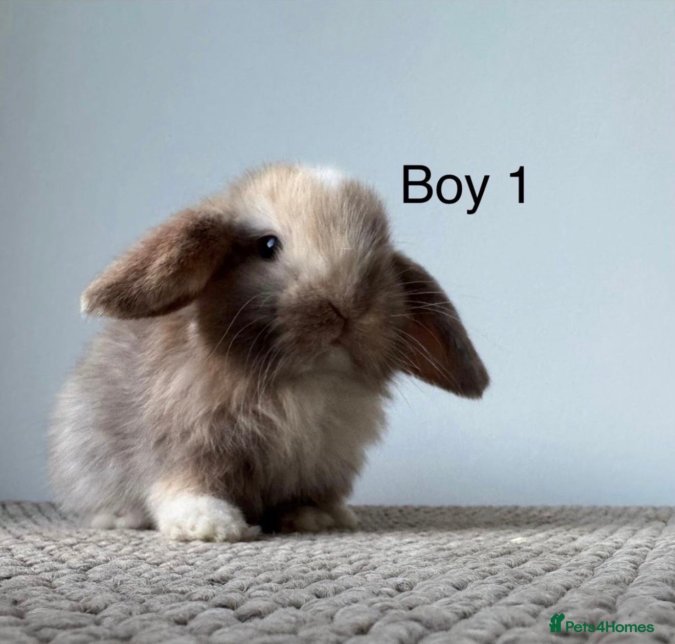 Mini Lop rabbits Stunning Chocolate Harlequin Mini Lops🍫🐰 - Advert 2