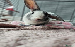 Harlequin rabbits for sale: Gorgeous Harlequin boy for sale. - Image 2