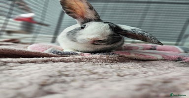 Harlequin rabbits URGENT rehoming 4 month old rabbit - Advert 1