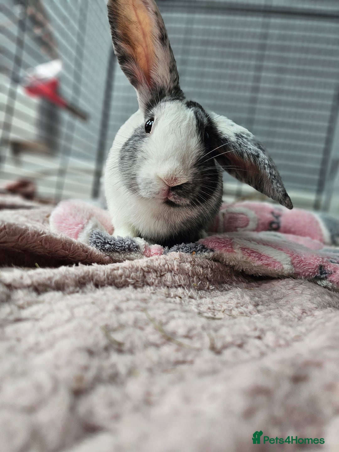 Harlequin rabbits for sale: Gorgeous Harlequin boy for sale. - Image 2
