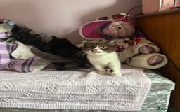 British Shorthair cats for sale: Top quality GCCF reg BSH grand champion lines - Image 20