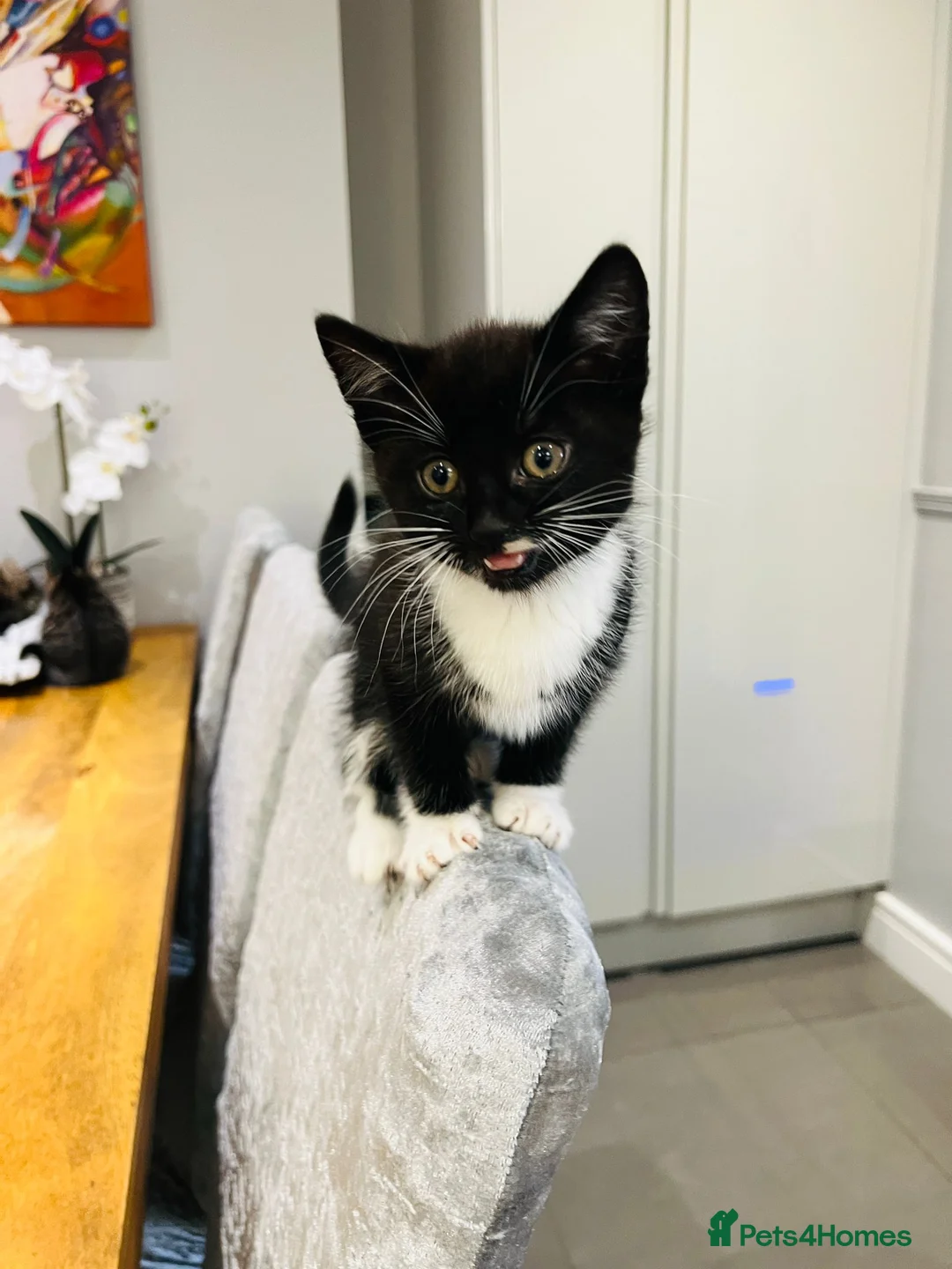 Mixed Breed cats for sale: Kittens 11 weeks old x3 - Advert 8