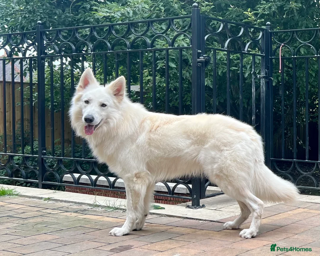 White Swiss Shepherd dogs for stud: White Swiss Shepherd Dog at Stud (Long Coat) in Nelson - Advert 12