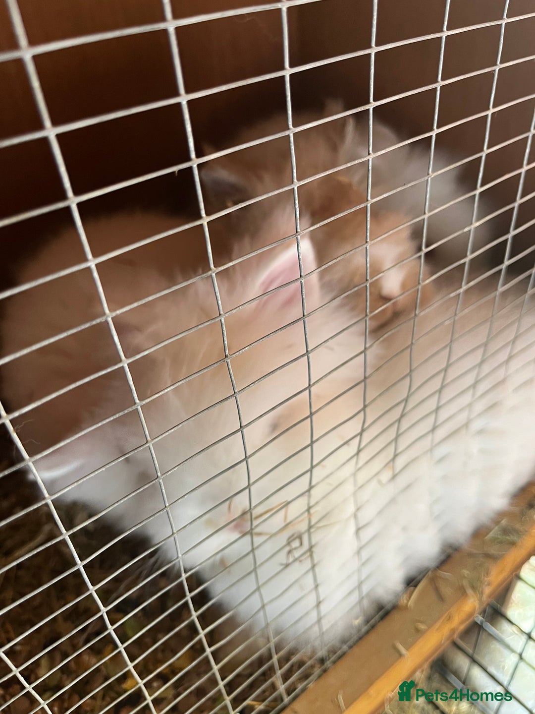Lionhead rabbits for sale: 2 boys rabbits w blue eyes left to purchase  - Image 6
