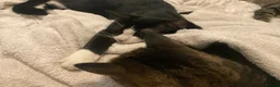 Domestic Shorthair cats for sale: Gorgeous Kittens Ready for their Forever Homes - Advert 3