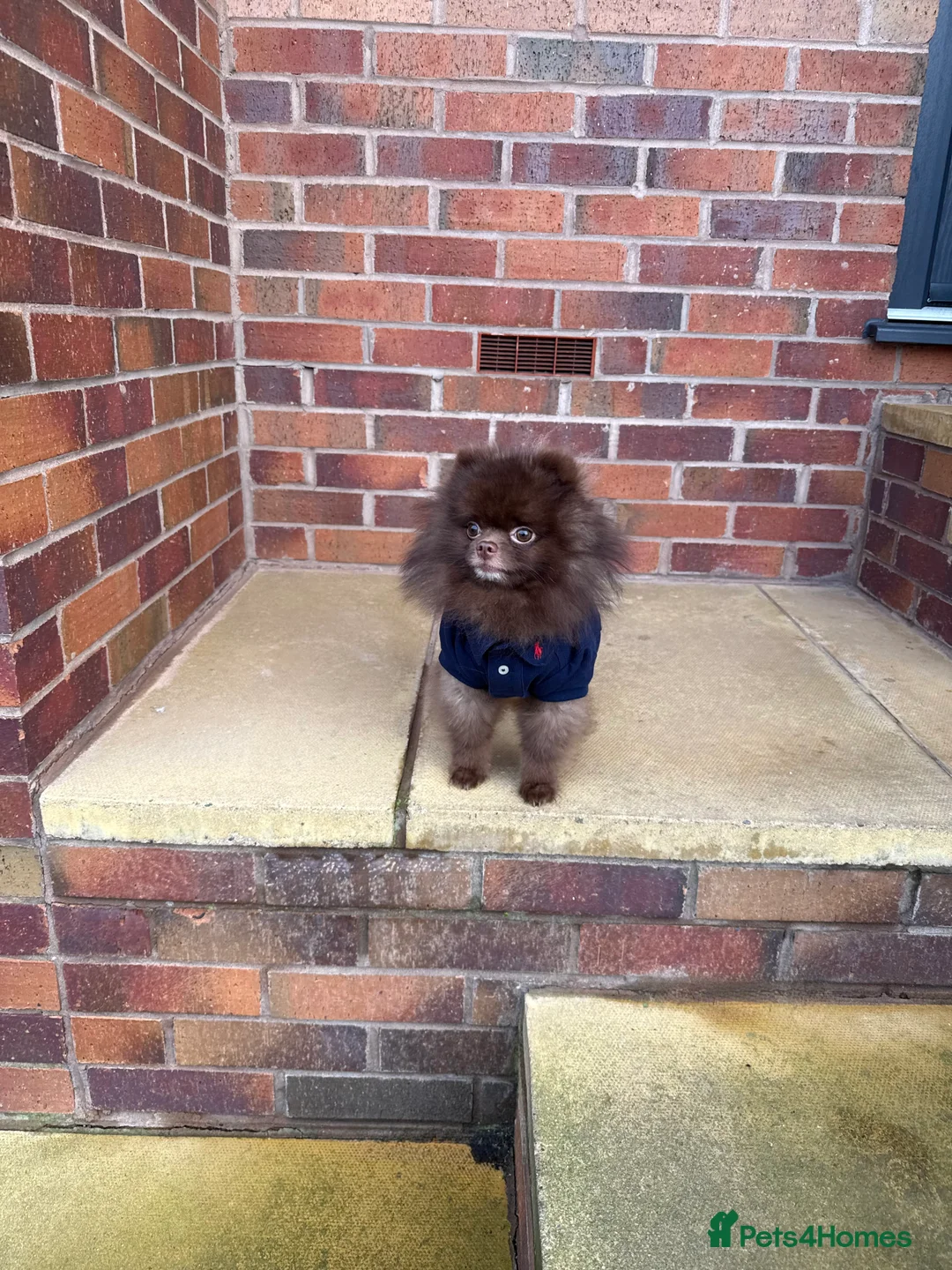 Pomeranian dogs for stud: Tiny Chocolate true type stud  - Advert 3