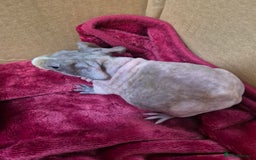 Guinea Pig rodents for sale: Baby Male Skinny Pigs For Sale  - Advert 3