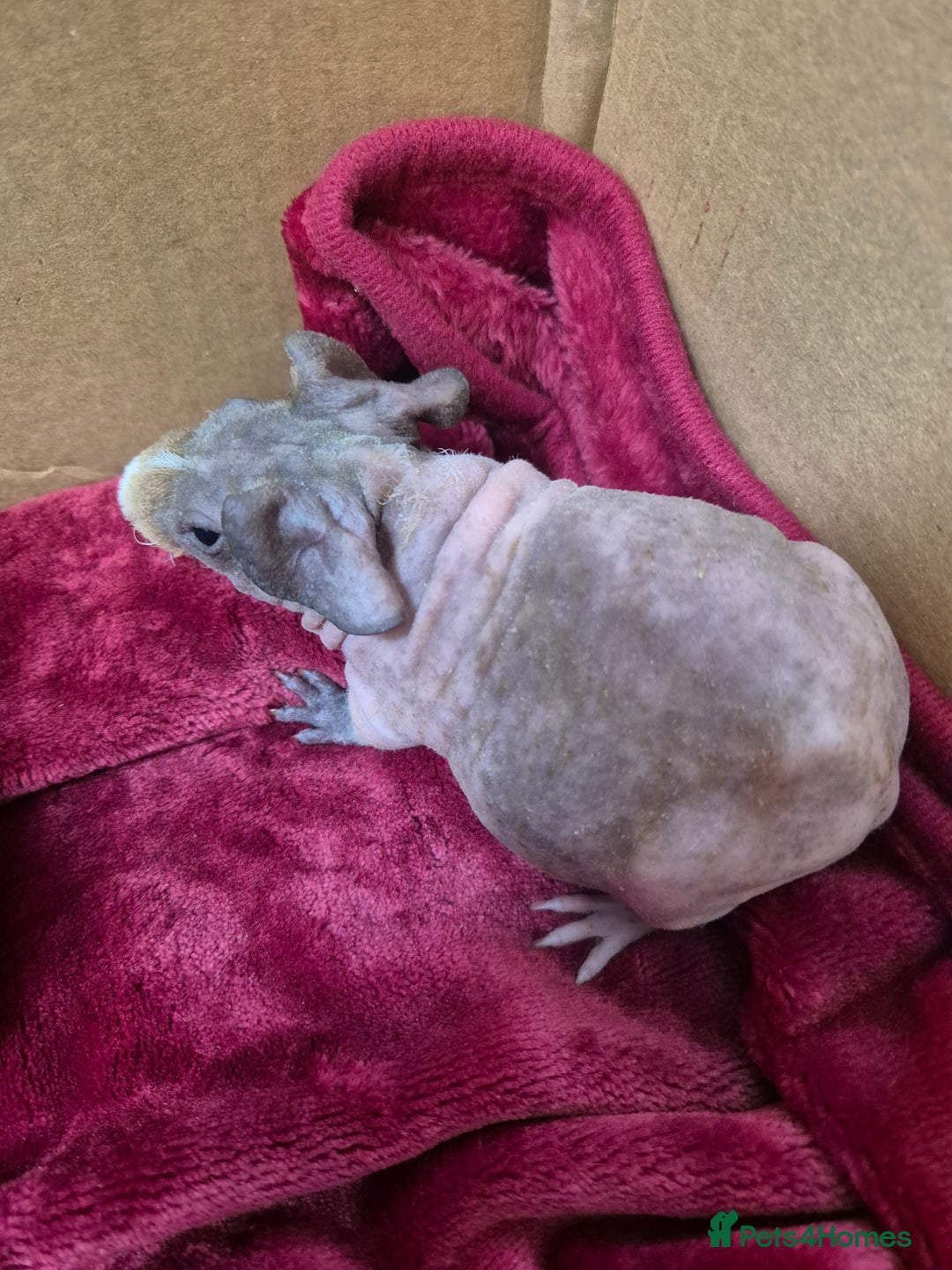 Guinea Pig rodents for sale: Baby Male Skinny Pigs For Sale  - Advert 3
