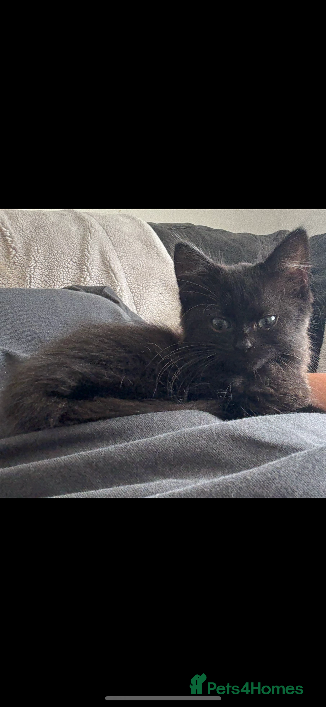 Mixed Breed cats for sale: Last female kitten for sale - Image 1