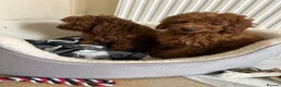 Cavapoo dogs for sale: Stunning health checked Cavapoo puppies  - Advert 5