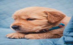 Golden Retriever dogs for sale: Golden Retriever Puppies KC Dad  - Image 21