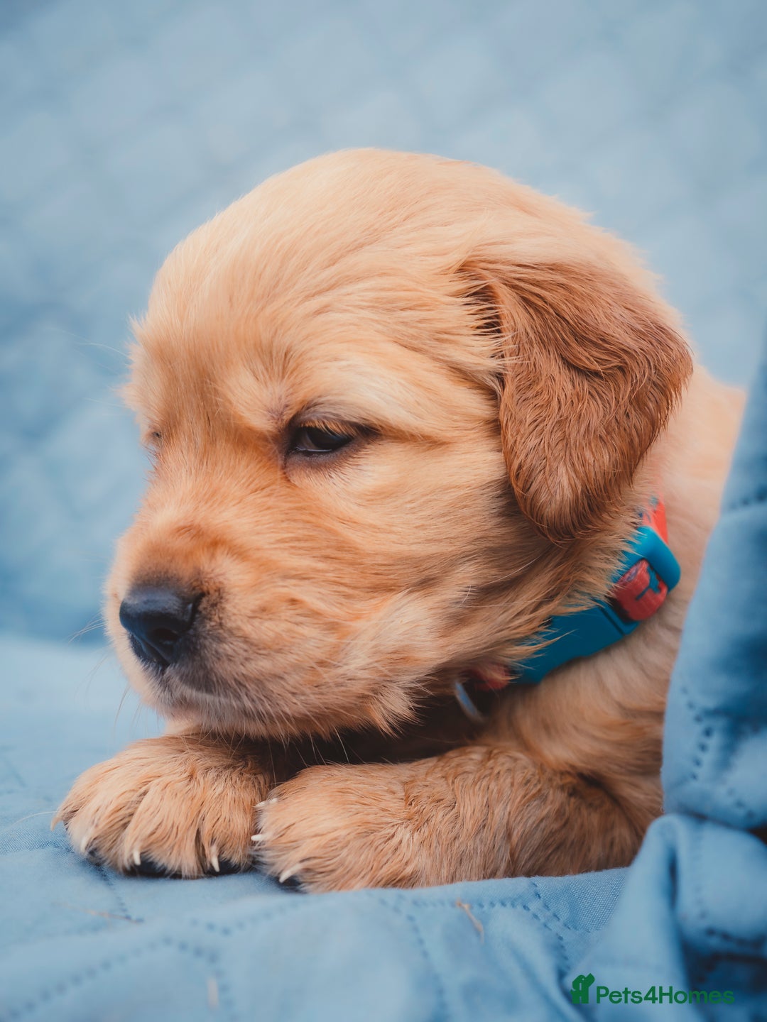 Golden Retriever dogs for sale: Golden Retriever Puppies KC Dad  - Image 21