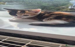 Mixed Breed cats for sale: Kittens  - Image 14