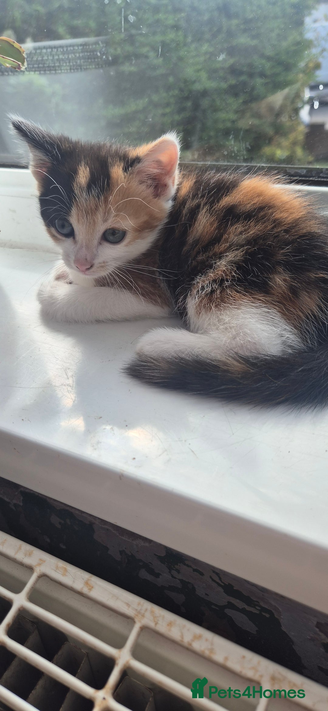Mixed Breed cats for sale: Kittens  - Image 14