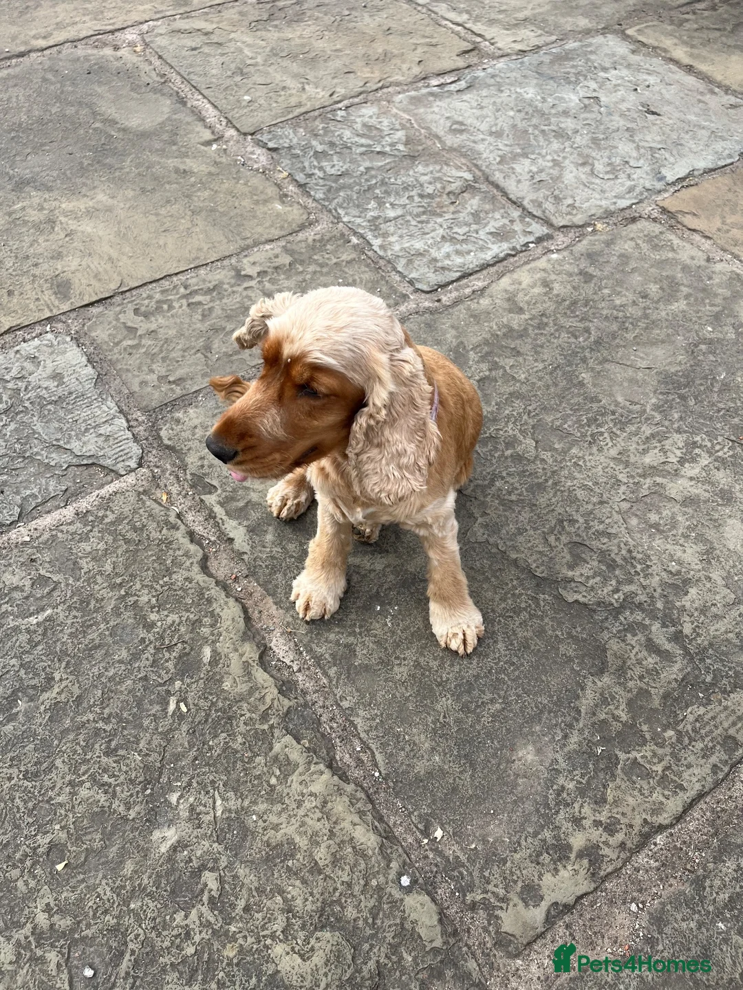Cocker Spaniel dogs for sale: Cocker spaniel  - Advert 4