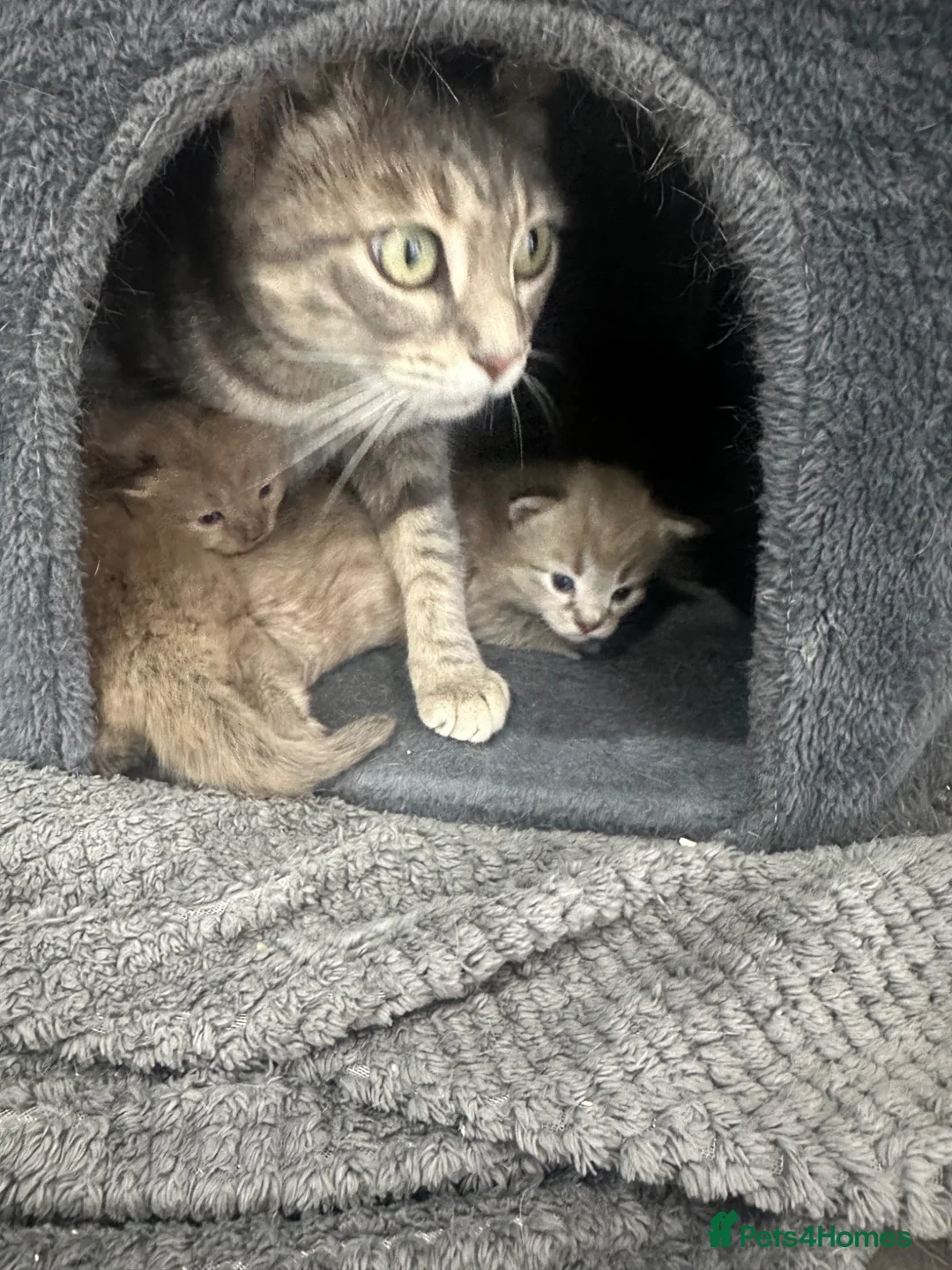 Mixed Breed cats for sale: Beautiful female tabby kittens  - Advert 7