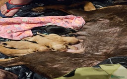 Labrador Retriever dogs for sale: Gorgeous Labradors babys looking for forever home - Image 12