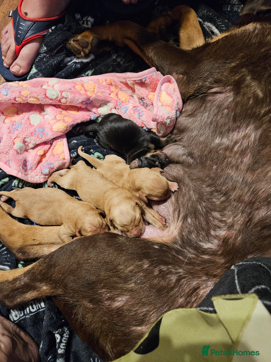 Labrador Retriever dogs for sale: Gorgeous Labradors babys looking for forever home - Image 12