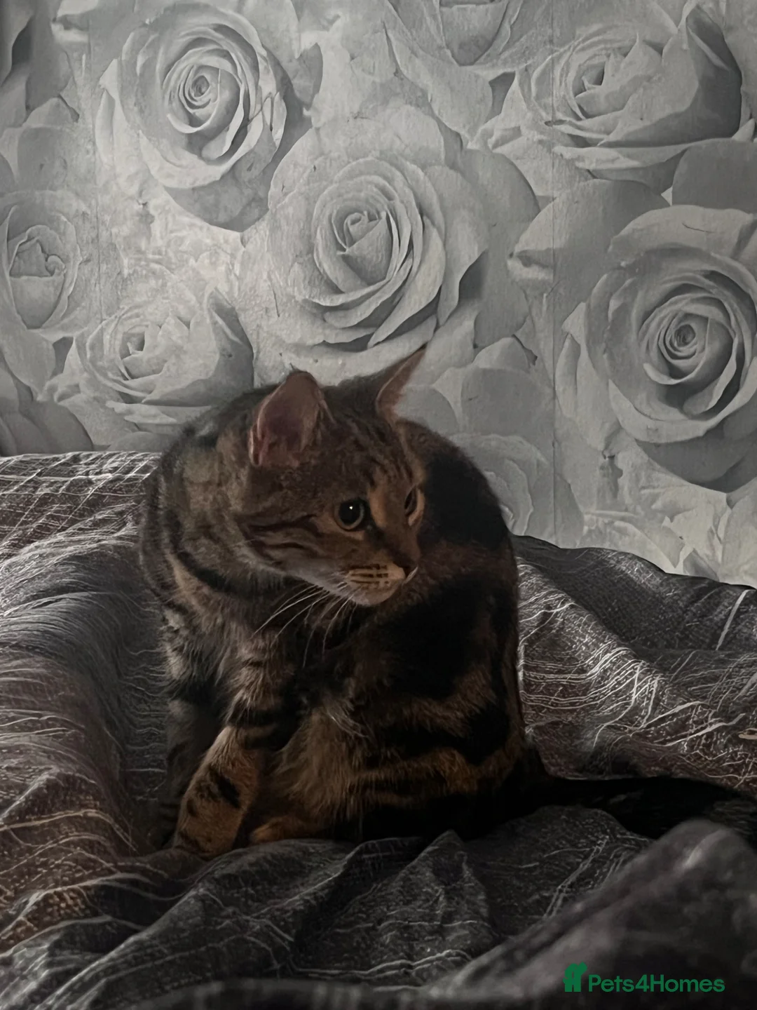 Mixed Breed cats for sale: 🐾 GORGEOUS BENGAL FEMALE 🐾 - Advert 2