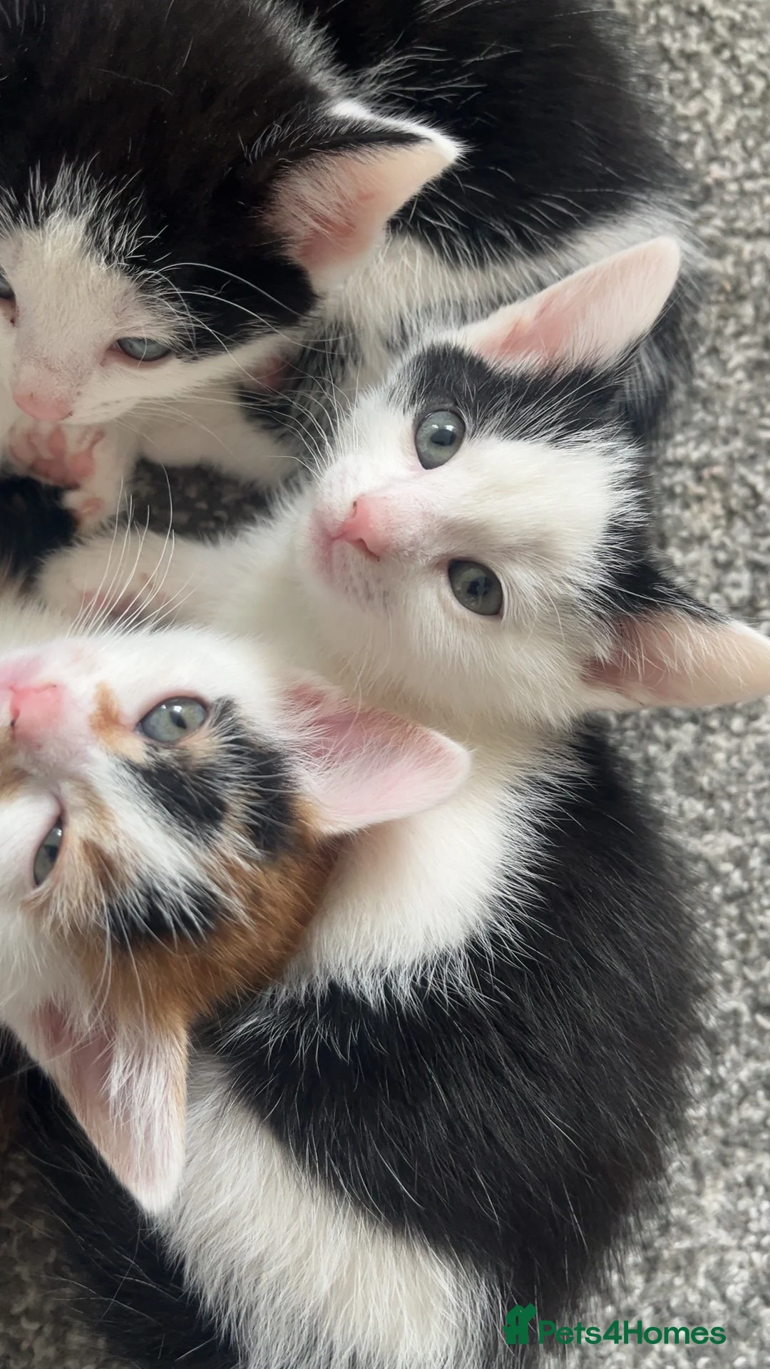 Domestic Shorthair cats for sale: Kittens needing homes asap in durham - Advert 2