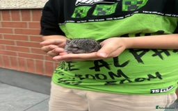 Chinchilla rodents for sale: Little boys - Image 1