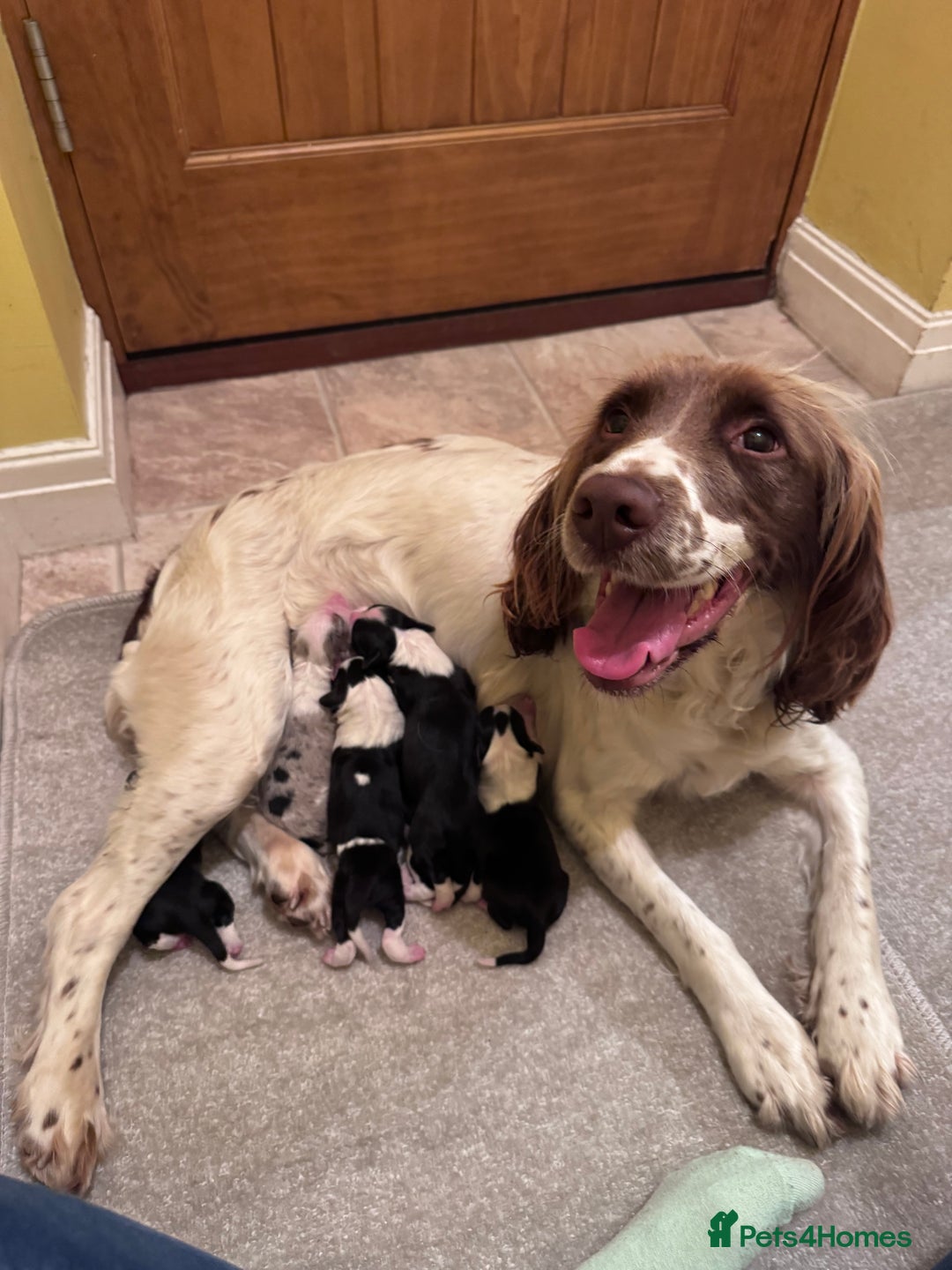 Sprollie dogs for sale: River - 9 week old Sprollie - Advert 5