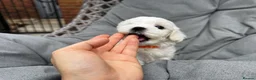 Maltese dogs for sale: >>PUREBRED BEAUTIFULLY MALTESE PUPPIES<< - Advert 9
