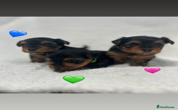 Yorkshire Terrier dogs - Advert 1