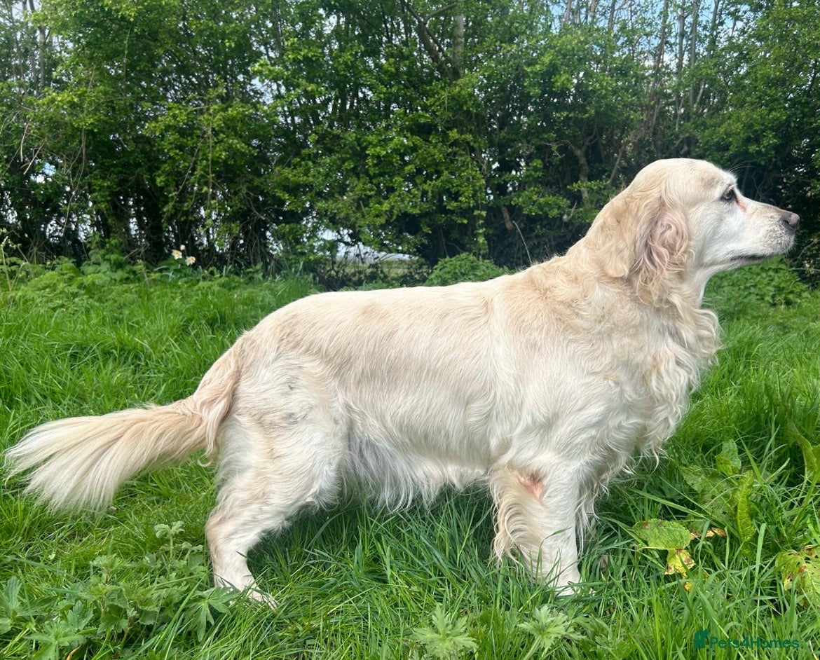 Golden Retriever dogs Gorgeous Golden Retriever - Advert 3