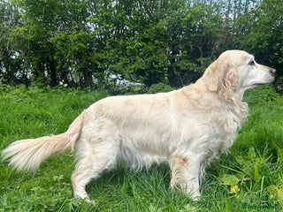 Golden Retriever dogs Gorgeous Golden Retriever - Advert 1