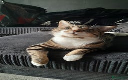 Bengal cats for sale: Loving Bengal cat looking for a new home  - Image 5
