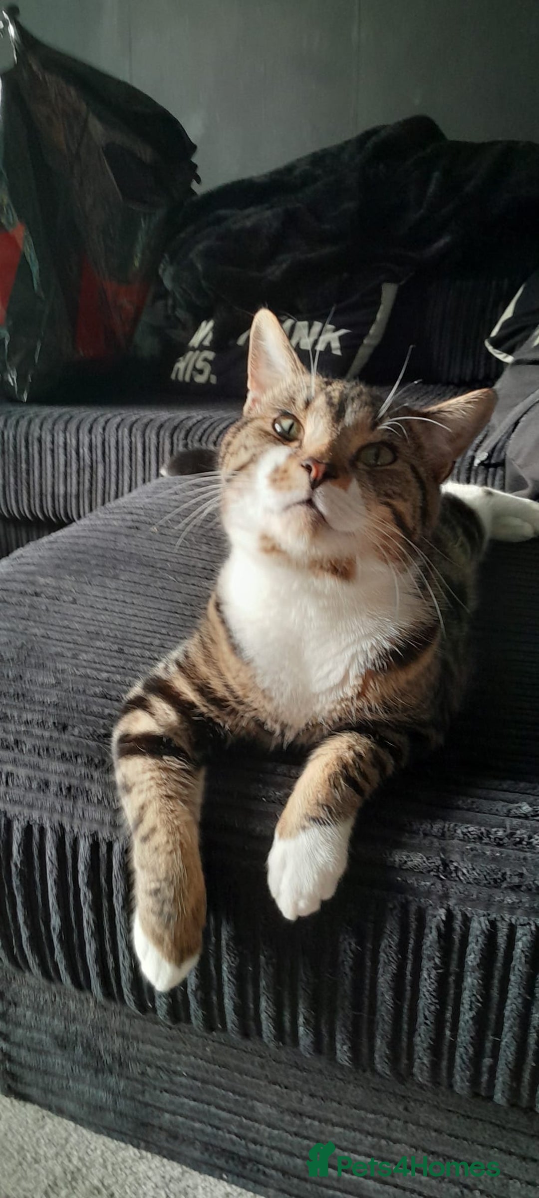Bengal cats for sale: Loving Bengal cat looking for a new home  - Image 5