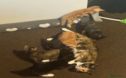 Domestic Shorthair cats for sale: Beautiful kittens looking for forever home - Image 7
