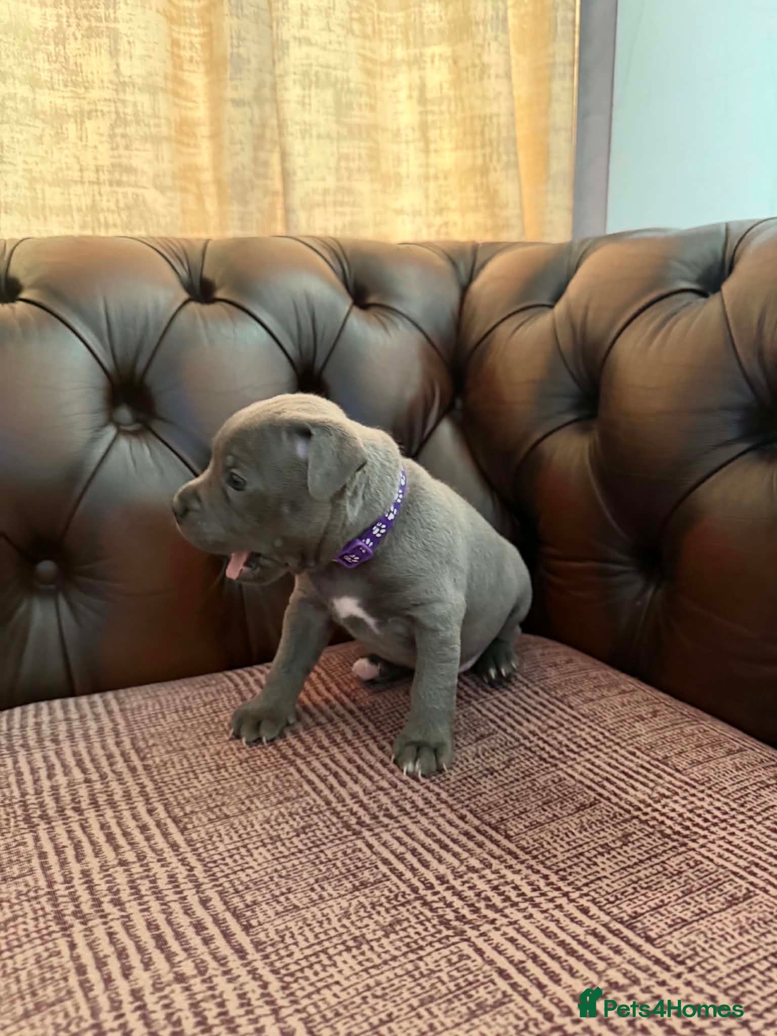Staffordshire Bull Terrier dogs Adorable KC registered blue staffy puppies  - Advert 2